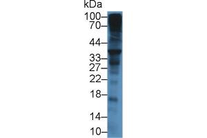 Western Blot; Sample: Mouse Liver lysate; Primary Ab: 12µg/mL Rabbit Anti-Mouse SDC1 Antibody Second Ab: 0. (Syndecan 1 anticorps  (AA 23-255))