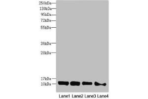 Western blot All lanes: DNAJC19 antibody at 0. (DNAJC19 anticorps  (AA 1-116))