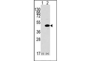 Western blot analysis of ERK1 (arrow) using rabbit ERK1 N-term Pab. (ERK1 anticorps  (N-Term))