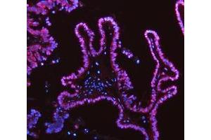 IF analysis of ADK using anti-ADK antibody (ABIN4886430). (ADK anticorps  (AA 165-351))