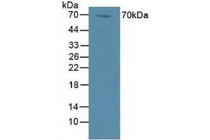 Figure. (DVL1 anticorps  (AA 150-285))