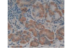 IHC-P analysis of Human Stomach, with DAB staining. (Renin anticorps  (AA 67-179))