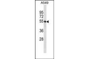 Western blot analysis in A549 cell line lysates (35 µg/lane) using STAMBP Antibody (C-term) Cat.