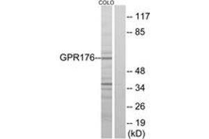 Western Blotting (WB) image for anti-G Protein-Coupled Receptor 176 (GPR176) (AA 466-515) antibody (ABIN2890785)