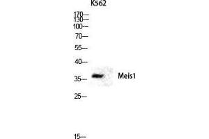 Western Blot (WB) analysis of K562 lysis using Meis1 antibody. (MEIS1 anticorps  (Internal Region))