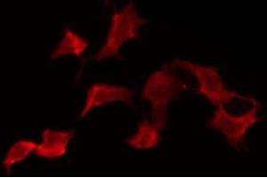 ABIN6275880 staining NIH-3T3 by IF/ICC. (KLRK1 anticorps  (Internal Region))