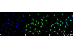 Immunocytochemistry/Immunofluorescence analysis using Mouse Anti-GRP78 Monoclonal Antibody, Clone 3C5-1A4 . (GRP78 anticorps  (Atto 390))