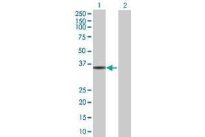 Lane 1: C10orf59 transfected lysate ( 37. (C10orf59 293T Cell Transient Overexpression Lysate(Denatured))