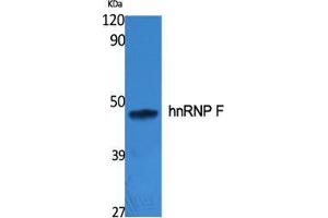 Western Blot (WB) analysis of specific cells using hnRNP F Polyclonal Antibody. (HNRNPF anticorps  (N-Term))