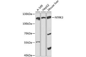 Western blot analysis of extracts of various cell lines, using NTRK3 antibody (ABIN6132428, ABIN6144909, ABIN6144911 and ABIN6218246) at 1:1000 dilution. (NTRK3 anticorps  (AA 40-300))