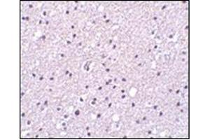 Immunohistochemistry of Neurotrypsin in human brain tissue with this product at 2. (Neurotrypsin anticorps  (N-Term))