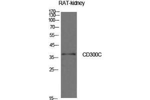 Western Blot (WB) analysis of Rat Kidney cells using CD300c Polyclonal Antibody. (CD300c anticorps  (Internal Region))