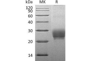 Western Blotting (WB) image for Tumor Necrosis Factor (Ligand) Superfamily, Member 4 (TNFSF4) protein (His tag) (ABIN7320960)