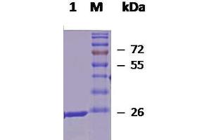 SDS-PAGE (SDS) image for Heat Shock 27kDa Protein 1 (HSPB1) (full length) protein (ABIN1686697)