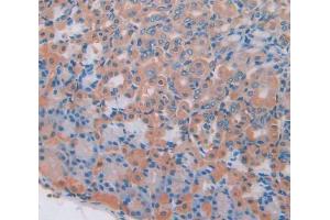 IHC-P analysis of Mouse Tissue, with DAB staining. (PGC anticorps  (AA 17-392))