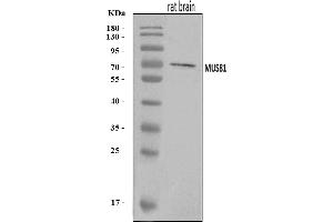 Western blot analysis of MUS81 using anti-MUS81 antibody (ABIN7602139).