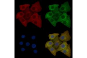 Calpain 5 Mouse Monoclonal Antibody staining Hela cells by IF/ICC. (Calpain 5 anticorps)