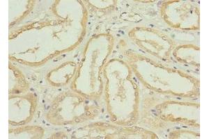 Immunohistochemistry of paraffin-embedded human kidney tissue using ABIN7161238 at dilution of 1:100 (Neuritin 1-Like anticorps  (AA 1-165))
