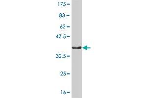 Western Blot detection against Immunogen (36. (NMI anticorps  (AA 1-100))