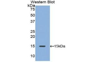Detection of Recombinant PDGFAA, Mouse using Polyclonal Antibody to Platelet Derived Growth Factor AA (PDGFAA) (PDGF-AA Homodimer (AA 94-194) anticorps)