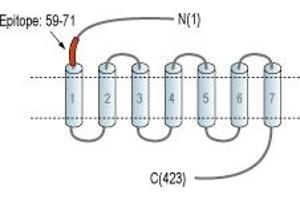 anti-G Protein-Coupled Receptor 83 (GPR83) (AA 59-71), (Extracellular), (N-Term) antibody