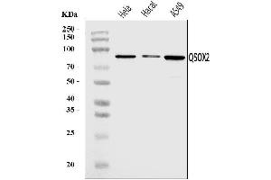Western blot analysis of QSOX2 using anti-QSOX2 antibody (ABIN7599640). (QSOX2 anticorps  (AA 102-523))