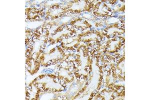 Immunohistochemistry of paraffin-embedded Mouse kidney using TR antibody (ABIN1683134, ABIN5664756, ABIN5664758 and ABIN6220605) at dilution of 1:100 (40x lens). (TRAP1 anticorps  (AA 445-704))