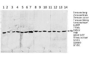 Western Blot (WB) analysis of specific lysis using Actin Polyclonal Antibody.