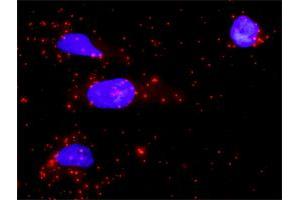 Proximity Ligation Analysis of protein-protein interactions between PTPN7 and MAPK1.