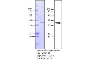 Western Blotting (WB) image for Myosin Binding Protein H-Like (MYBPHL) (AA 1-354) protein (Strep Tag) (ABIN3083490)