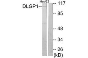 Western blot analysis of extracts from HepG2 cells, using DLGP1 Antibody. (DLGAP1 anticorps  (AA 791-840))