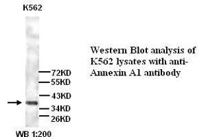 Image no. 1 for anti-Annexin A1 (ANXA1) (N-Term) antibody (ABIN790930) (Annexin a1 anticorps  (N-Term))