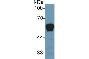 Rabbit Capture antibody from the kit in WB with Positive Control: Human serum. (Vitamin D-Binding Protein Kit CLIA)