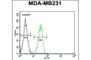 B4GALT6 Antibody (C-term) (ABIN654654 and ABIN2844350) flow cytometric analysis of MDA-M cells (right histogram) compared to a negative control cell (left histogram). (B4GALT6 anticorps  (C-Term))