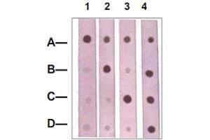 Dot Blot : 1 ug peptide was blot onto NC membrane. (CTNNB1 anticorps  (pSer37))