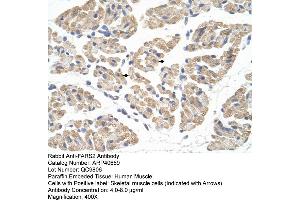 Rabbit Anti-FARS2 Antibody  Paraffin Embedded Tissue: Human Muscle Cellular Data: Skeletal muscle cells Antibody Concentration: 4. (FARS2 anticorps  (N-Term))