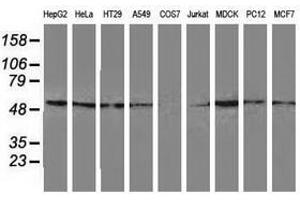 Image no. 1 for anti-Glutathione Synthetase (GSS) antibody (ABIN1498539) (Glutathione Synthetase anticorps)