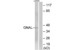Western blot analysis of extracts from LOVO cells, using GNAL antibody. (GNAL anticorps  (Internal Region))