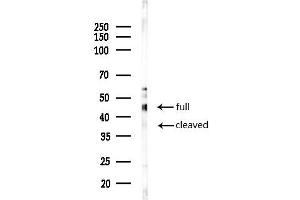 Western blot analysis of lysates from PC12 cells(starvation 24h treatment), using Cleaved-Caspase 9 (Asp330) Antibody at 1/1000 dilution.