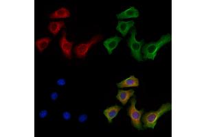 ABIN7094321 and ABIN7098368 staining Hela cells by IF/ICC. (KIF19 anticorps  (Internal Region))