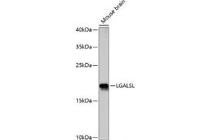 Western blot analysis of extracts of Mouse brain using LGALSL Polyclonal Antibody at dilution of 1:1000. (GRP anticorps)