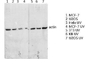 Western blot analysis of various lysis using Actin Polyclonal Antibody diluted at 1:2000. (Actin anticorps  (AA 300-380))