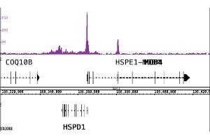 CTBP2 antibody (pAb) tested by ChIP-Seq. (CTBP2 anticorps  (Isoform 1, Isoform 2))