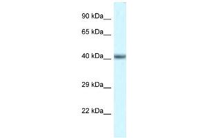 WB Suggested Anti-Pou4f3 Antibody   Titration: 1. (POU4F3 anticorps  (N-Term))