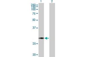 Western Blot analysis of TFPI2 expression in transfected 293T cell line by TFPI2 MaxPab polyclonal antibody. (TFPI2 anticorps  (AA 1-235))