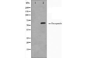 Western blot analysis on LOVO cell lysate using Osteopontin Antibody. (Osteopontin anticorps  (C-Term))