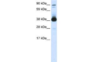 WB Suggested Anti-FOXH1 Antibody Titration:  0.