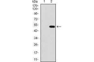 Western blot analysis using PPM1A mAb against HEK293 (1) and PPM1A (AA: 202-382)-hIgGFc transfected HEK293 (2) cell lysate.