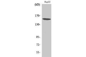 Western Blotting (WB) image for anti-phospholipase C, gamma 1 (PLCG1) (Thr239) antibody (ABIN3176952) (Phospholipase C gamma 1 anticorps  (Thr239))