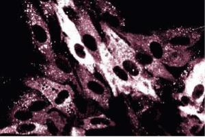 Immunofluorescence staining on FHs cells (normal human fetal lung fibroblasts, ATCC HTB-157).